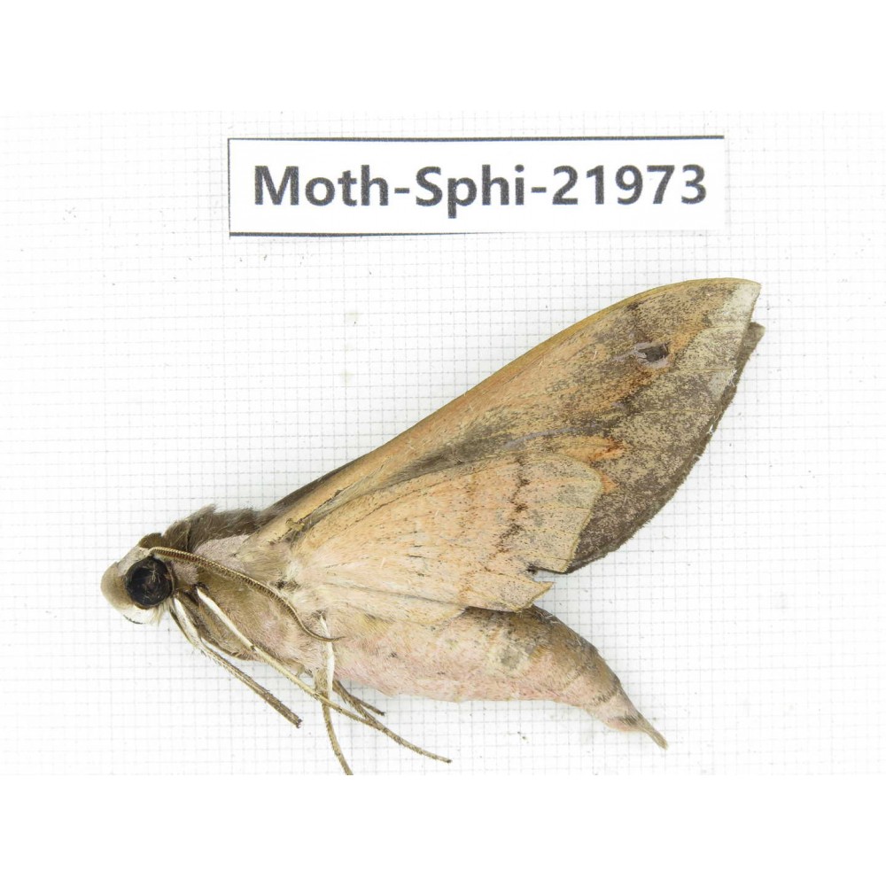 Sphingidae sp. China, Guangxi, Guilin, Longsheng county, Weijiang town. 1Pcs. Moth-Sphi-21973.