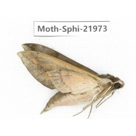 Sphingidae sp. China, Guangxi, Guilin, Longsheng county, Weijiang town. 1Pcs. Moth-Sphi-21973.