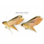 Sphingidae sp. China, Guangxi, Hezhou. 2Pcs. Moth-Sphi-21328.