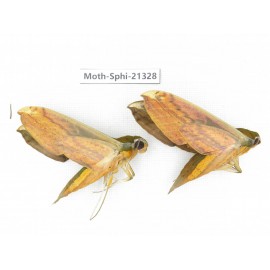 Sphingidae sp. China, Guangxi, Hezhou. 2Pcs. Moth-Sphi-21328.