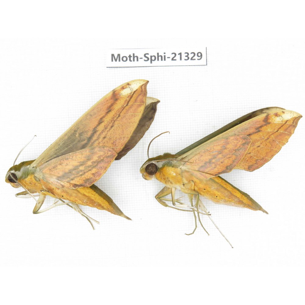 Sphingidae sp. China, Guangxi, Hezhou. 2Pcs. Moth-Sphi-21329.