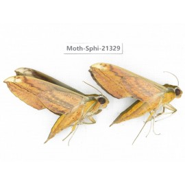 Sphingidae sp. China, Guangxi, Hezhou. 2Pcs. Moth-Sphi-21329.
