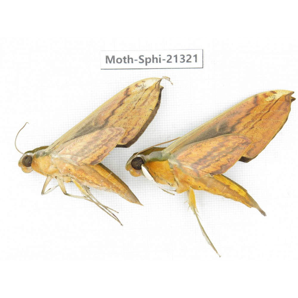 Sphingidae sp. China, Guangxi, Hezhou. 2Pcs. Moth-Sphi-21321.