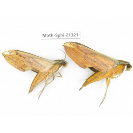 Sphingidae sp. China, Guangxi, Hezhou. 2Pcs. Moth-Sphi-21321.