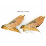 Sphingidae sp. China, Guangxi, Hezhou. 2Pcs. Moth-Sphi-21322.