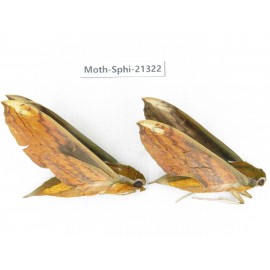Sphingidae sp. China, Guangxi, Hezhou. 2Pcs. Moth-Sphi-21322.