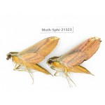 Sphingidae sp. China, Guangxi, Hezhou. 2Pcs. Moth-Sphi-21323.
