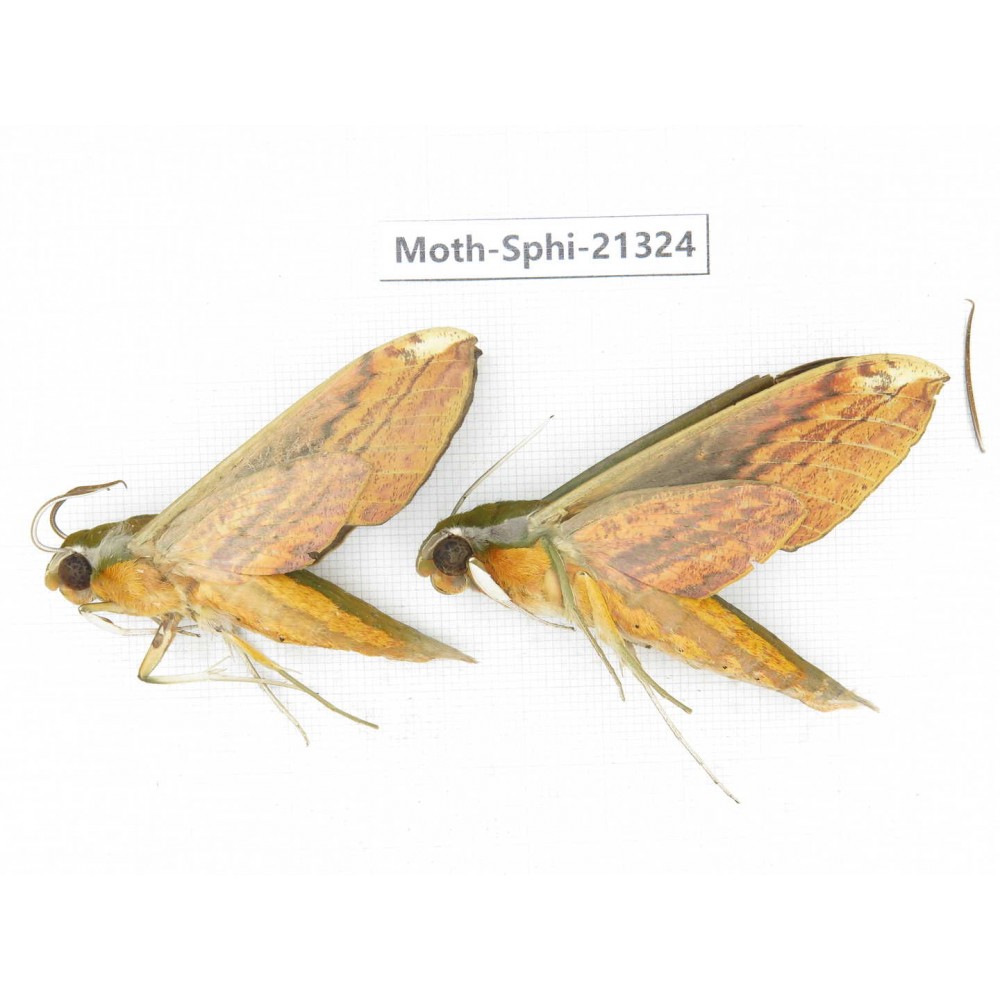 Sphingidae sp. China, Guangxi, Hezhou. 2Pcs. Moth-Sphi-21324.