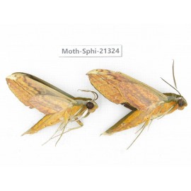 Sphingidae sp. China, Guangxi, Hezhou. 2Pcs. Moth-Sphi-21324.