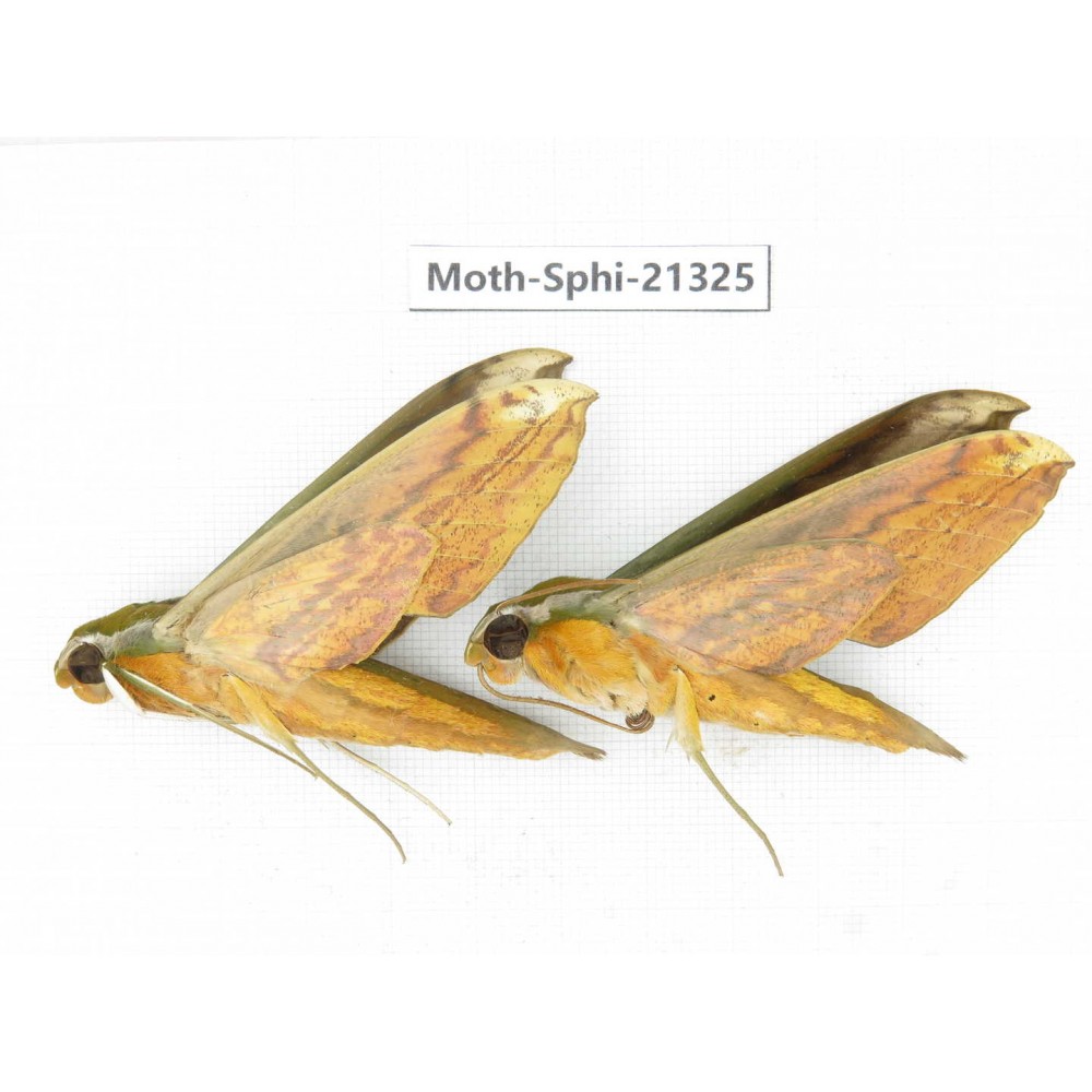 Sphingidae sp. China, Guangxi, Hezhou. 2Pcs. Moth-Sphi-21325.