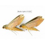 Sphingidae sp. China, Guangxi, Hezhou. 2Pcs. Moth-Sphi-21325.