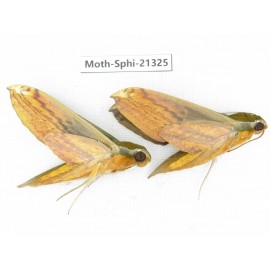 Sphingidae sp. China, Guangxi, Hezhou. 2Pcs. Moth-Sphi-21325.