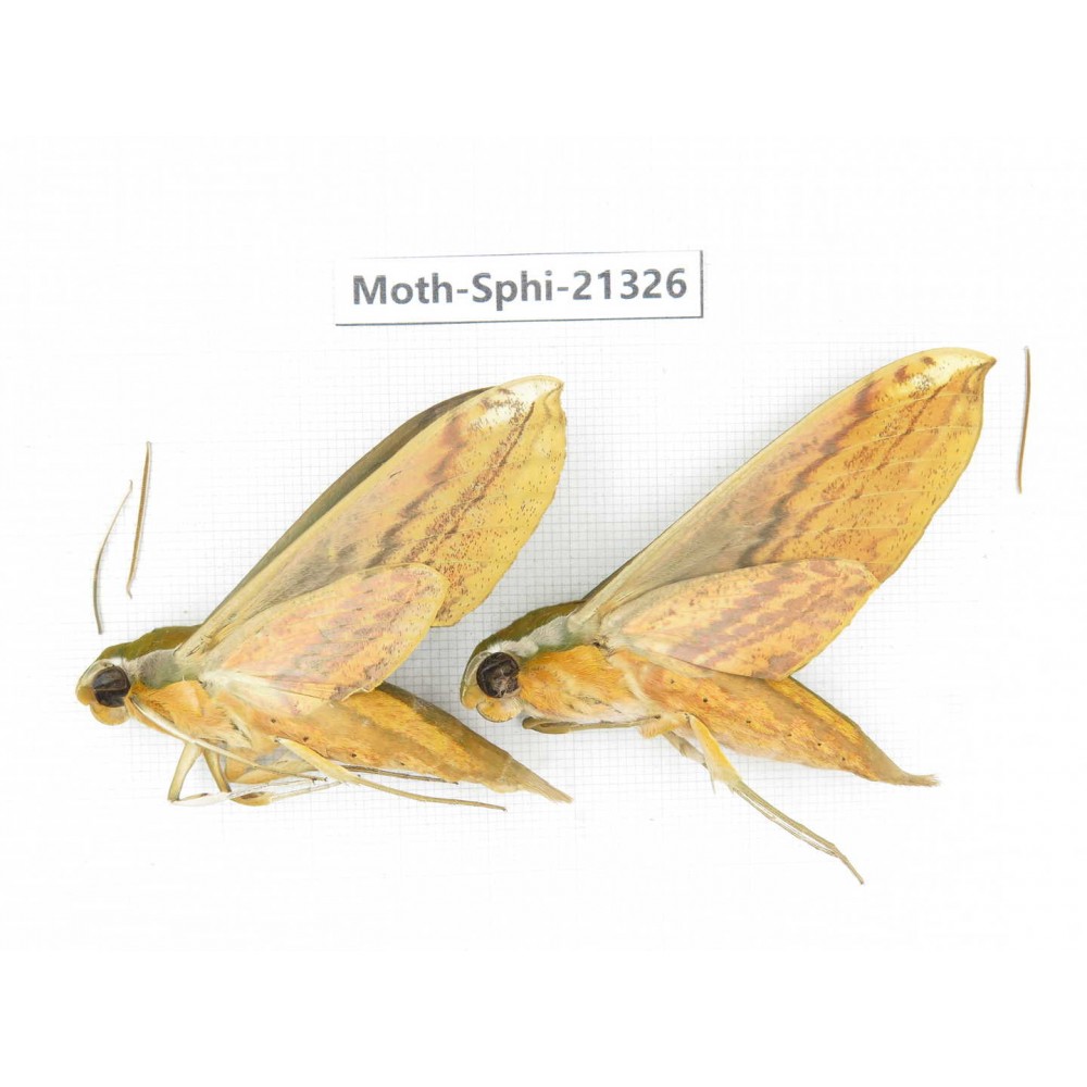 Sphingidae sp. China, Guangxi, Hezhou. 2Pcs. Moth-Sphi-21326.