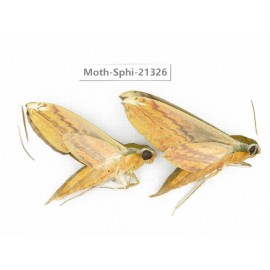 Sphingidae sp. China, Guangxi, Hezhou. 2Pcs. Moth-Sphi-21326.