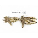 Sphingidae sp. China, Guangxi, Hezhou. 2Pcs. Moth-Sphi-21358.