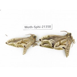 Sphingidae sp. China, Guangxi, Hezhou. 2Pcs. Moth-Sphi-21358.