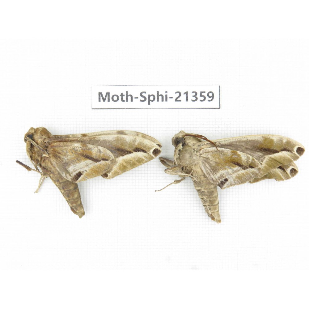 Sphingidae sp. China, Guangxi, Hezhou. 2Pcs. Moth-Sphi-21359.