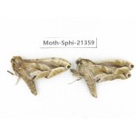 Sphingidae sp. China, Guangxi, Hezhou. 2Pcs. Moth-Sphi-21359.
