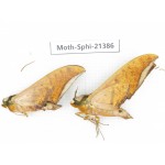 Sphingidae sp. China, Guangxi, Hezhou. 2Pcs. Moth-Sphi-21386.