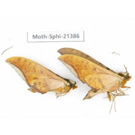 Sphingidae sp. China, Guangxi, Hezhou. 2Pcs. Moth-Sphi-21386.