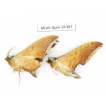 Sphingidae sp. China, Guangxi, Hezhou. 2Pcs. Moth-Sphi-21387.