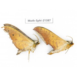 Sphingidae sp. China, Guangxi, Hezhou. 2Pcs. Moth-Sphi-21387.