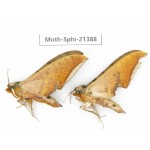 Sphingidae sp. China, Guangxi, Hezhou. 2Pcs. Moth-Sphi-21388.