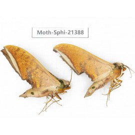 Sphingidae sp. China, Guangxi, Hezhou. 2Pcs. Moth-Sphi-21388.