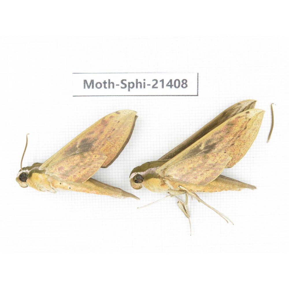 Sphingidae sp. China, Guangxi, Hezhou. 2Pcs. Moth-Sphi-21408.