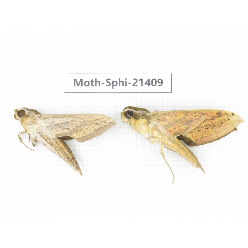 Sphingidae sp. China, Guangxi, Hezhou. 2Pcs. Moth-Sphi-21409.