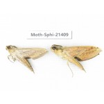 Sphingidae sp. China, Guangxi, Hezhou. 2Pcs. Moth-Sphi-21409.