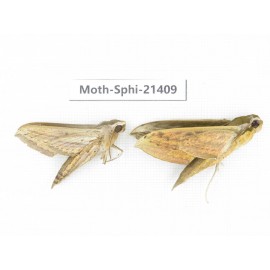 Sphingidae sp. China, Guangxi, Hezhou. 2Pcs. Moth-Sphi-21409.