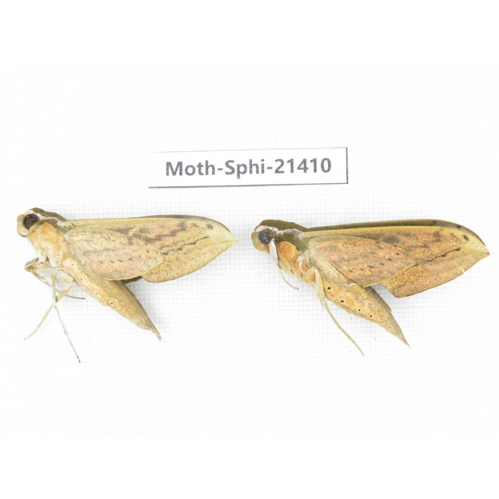 Sphingidae sp. China, Guangxi, Hezhou. 2Pcs. Moth-Sphi-21410.