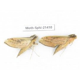 Sphingidae sp. China, Guangxi, Hezhou. 2Pcs. Moth-Sphi-21410.