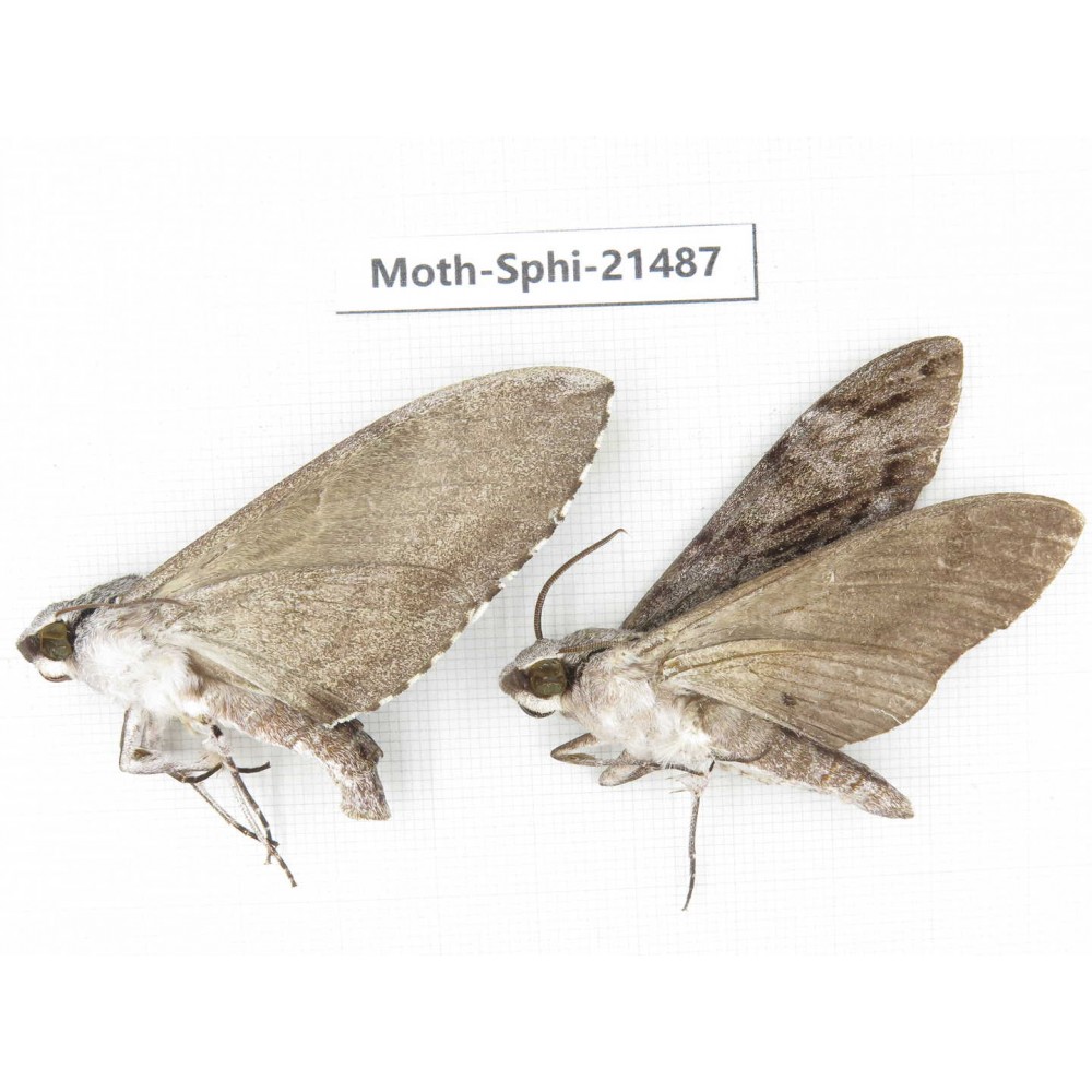 Sphingidae sp. China, Guangxi, Hezhou. 2Pcs. Moth-Sphi-21487.