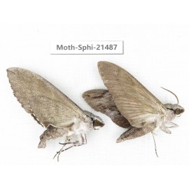 Sphingidae sp. China, Guangxi, Hezhou. 2Pcs. Moth-Sphi-21487.