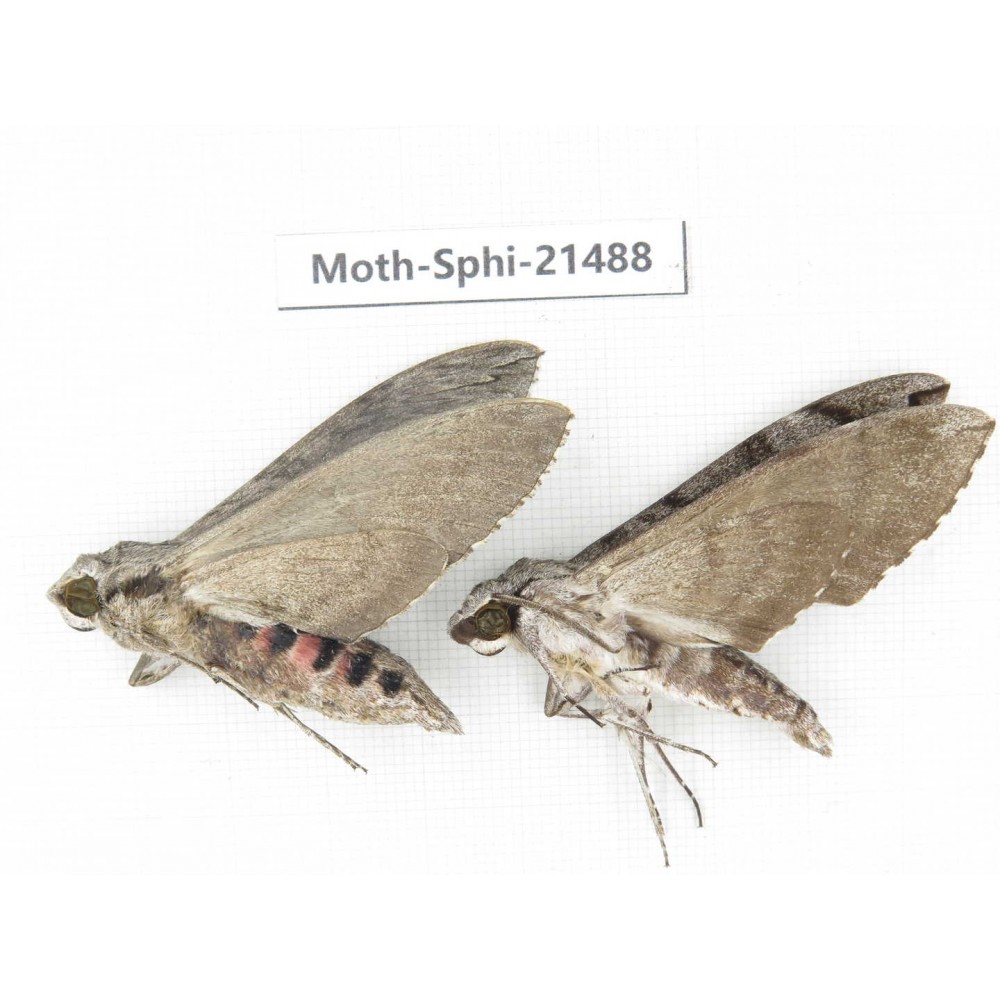 Sphingidae sp. China, Guangxi, Hezhou. 2Pcs. Moth-Sphi-21488.