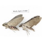 Sphingidae sp. China, Guangxi, Hezhou. 2Pcs. Moth-Sphi-21488.
