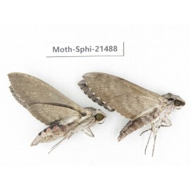 Sphingidae sp. China, Guangxi, Hezhou. 2Pcs. Moth-Sphi-21488.