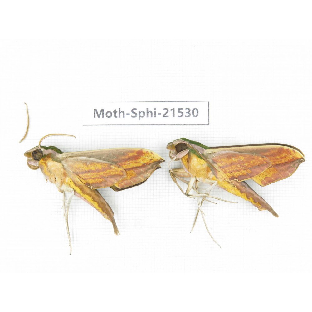 Sphingidae sp. China, Guangxi, Hezhou. 2Pcs. Moth-Sphi-21530.