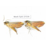 Sphingidae sp. China, Guangxi, Hezhou. 2Pcs. Moth-Sphi-21530.