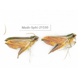 Sphingidae sp. China, Guangxi, Hezhou. 2Pcs. Moth-Sphi-21530.