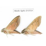Sphingidae sp. China, Guizhou, Bijie area, Jinsha county. 2Pcs. Moth-Sphi-213721.