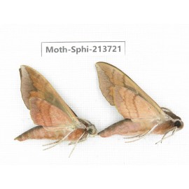 Sphingidae sp. China, Guizhou, Bijie area, Jinsha county. 2Pcs. Moth-Sphi-213721.