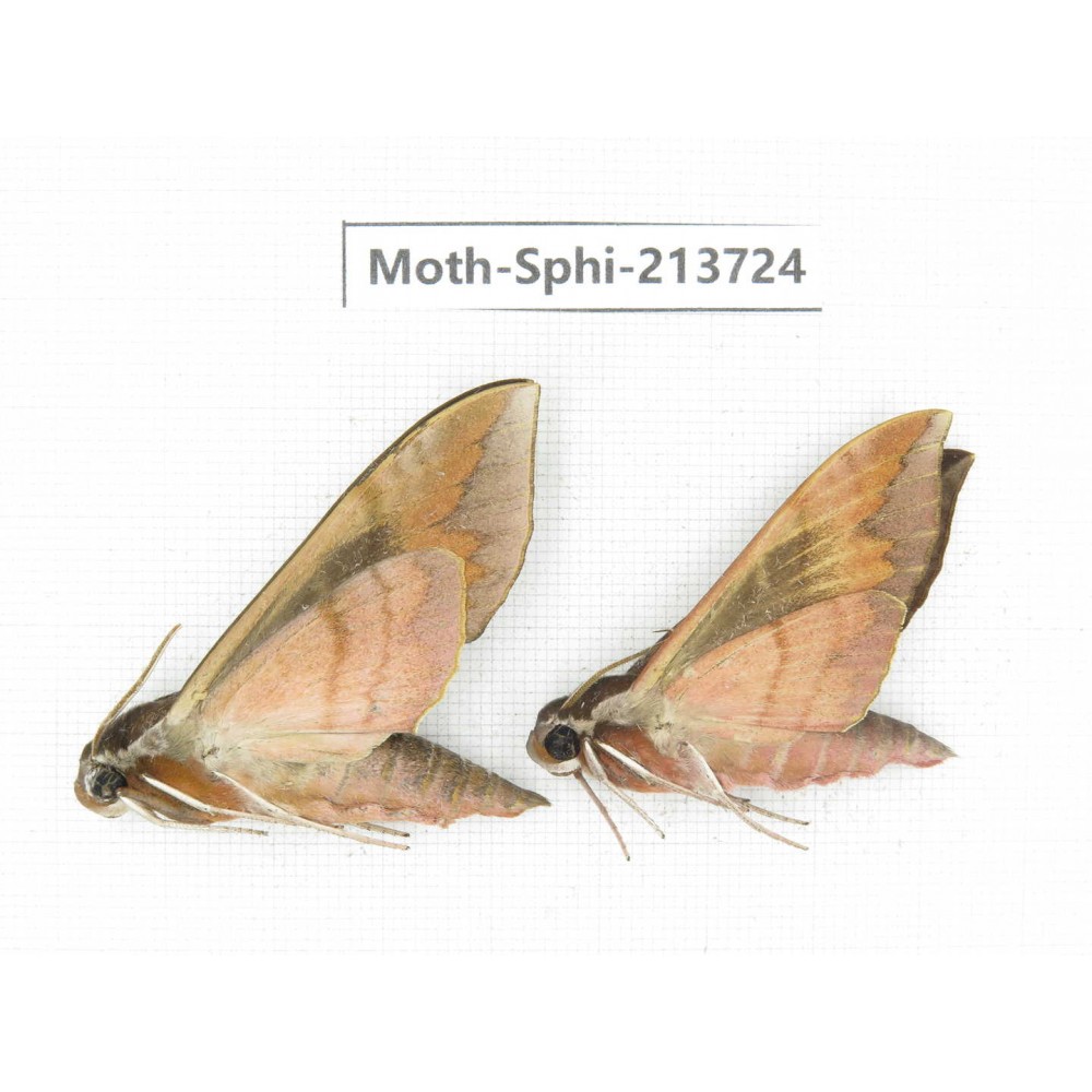 Sphingidae sp. China, Guizhou, Bijie area, Jinsha county. 2Pcs. Moth-Sphi-213724.