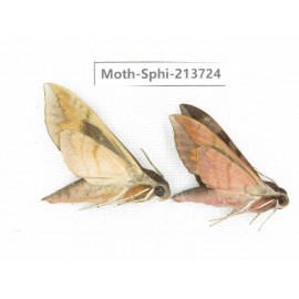 Sphingidae sp. China, Guizhou, Bijie area, Jinsha county. 2Pcs. Moth-Sphi-213724.