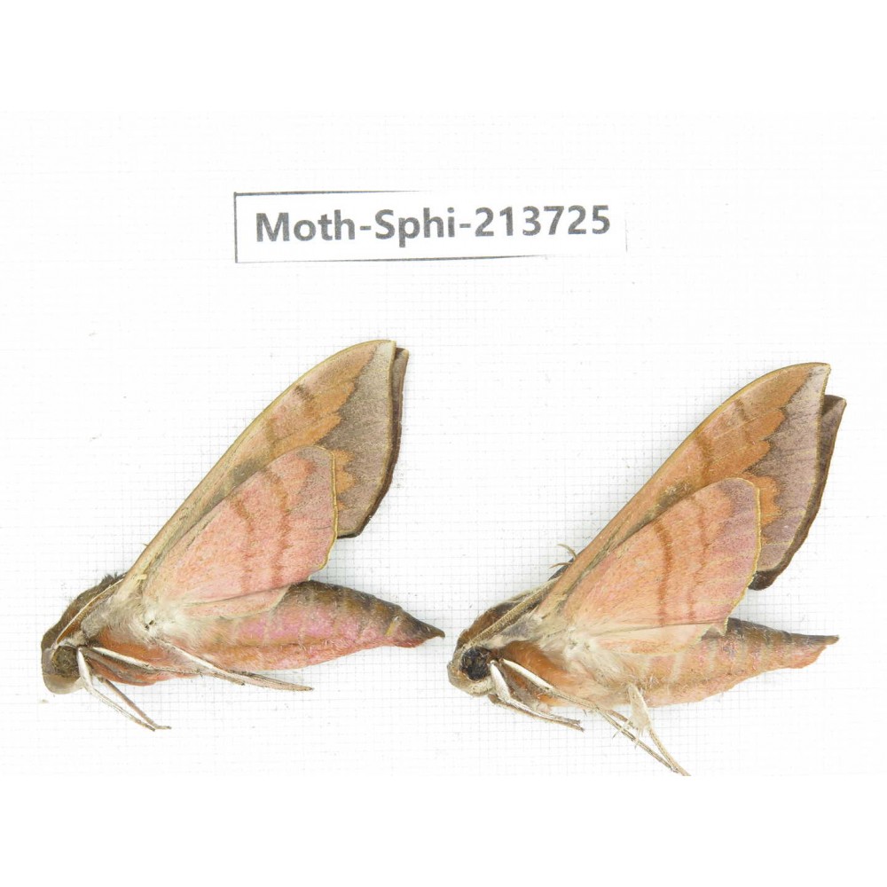 Sphingidae sp. China, Guizhou, Bijie area, Jinsha county. 2Pcs. Moth-Sphi-213725.