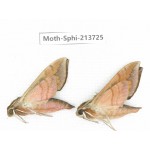 Sphingidae sp. China, Guizhou, Bijie area, Jinsha county. 2Pcs. Moth-Sphi-213725.