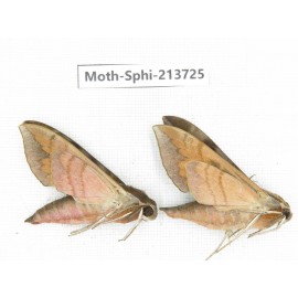 Sphingidae sp. China, Guizhou, Bijie area, Jinsha county. 2Pcs. Moth-Sphi-213725.