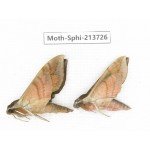 Sphingidae sp. China, Guizhou, Bijie area, Jinsha county. 2Pcs. Moth-Sphi-213726.